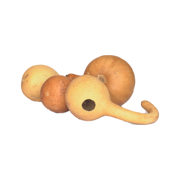 Calabash Gourds