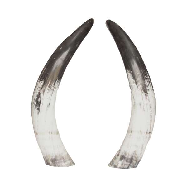 Cow Horns Pair