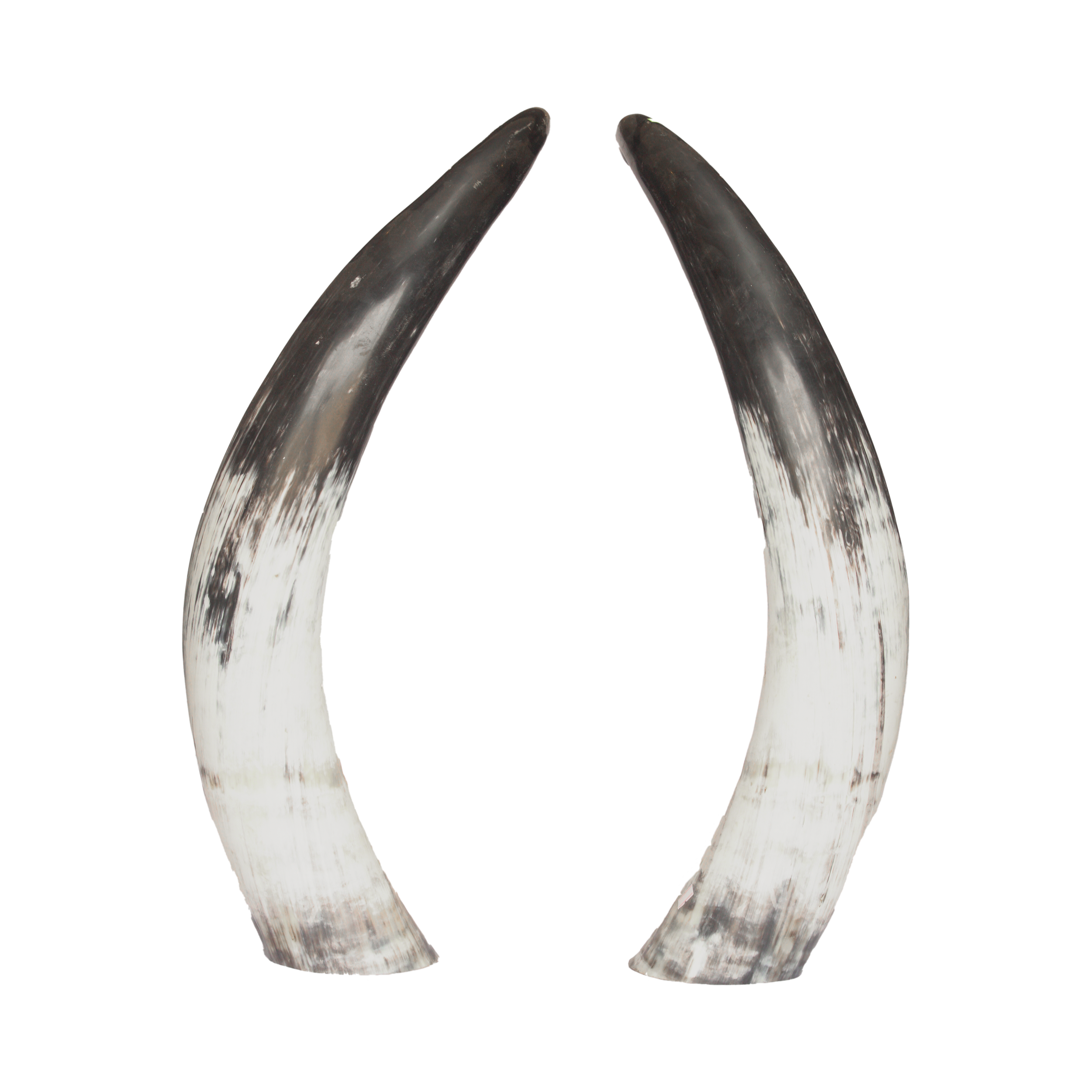 Cow Horns Pair